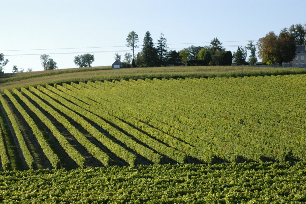 Terroir-Artisan - Randonnée pédestre le dimanche dans le Médoc