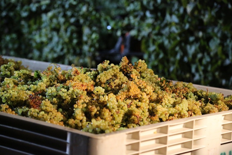 Terroir-Artisan - Le Chablis, son origine, son histoire