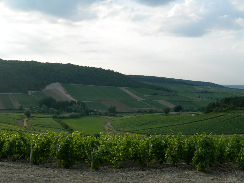 Terroir-Artisan - Le Bordeaux et ses cépages