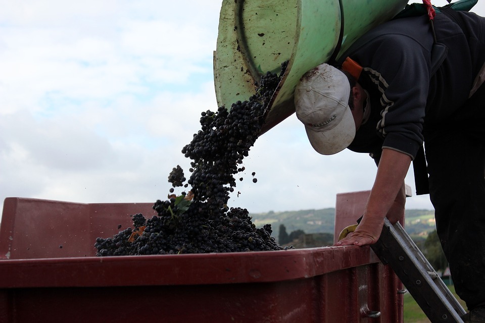 Terroir-Artisan - Le Beaujolais, son origine, son histoire