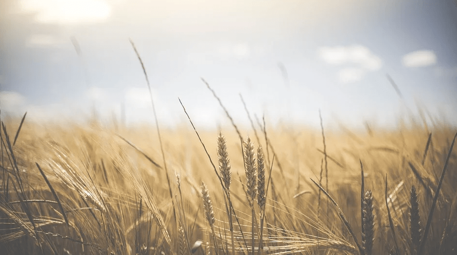 Terroir-Artisan - L’agriculture en France