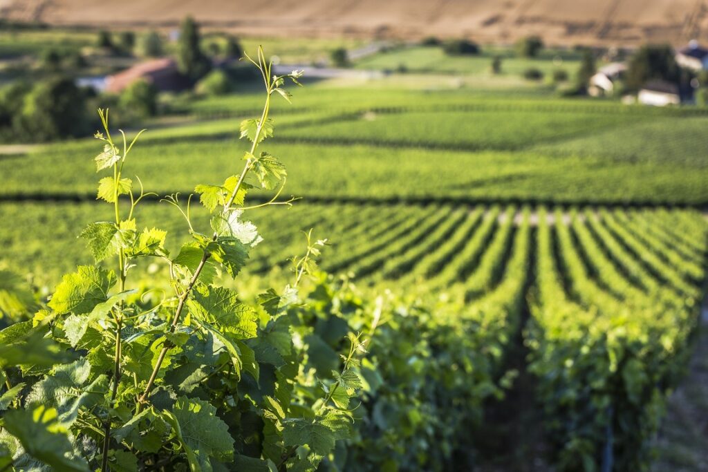 Terroir-Artisan - Qu’est-ce que les vins de Champagne ?