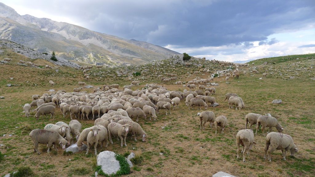 Terroir-Artisan - L’élevage, partie intégrante de l’histoire de France