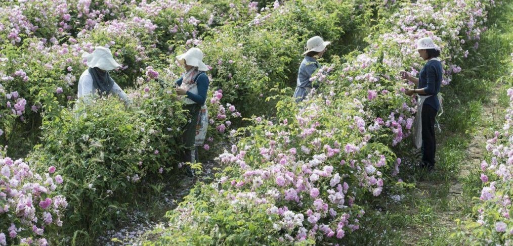 Terroir-Artisan - L’Histoire des Parfums de Grasse