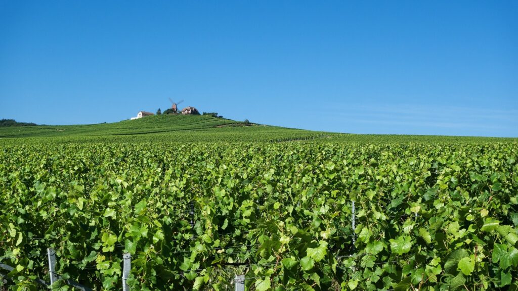 Terroir-Artisan - La fabrication du vin de Champagne