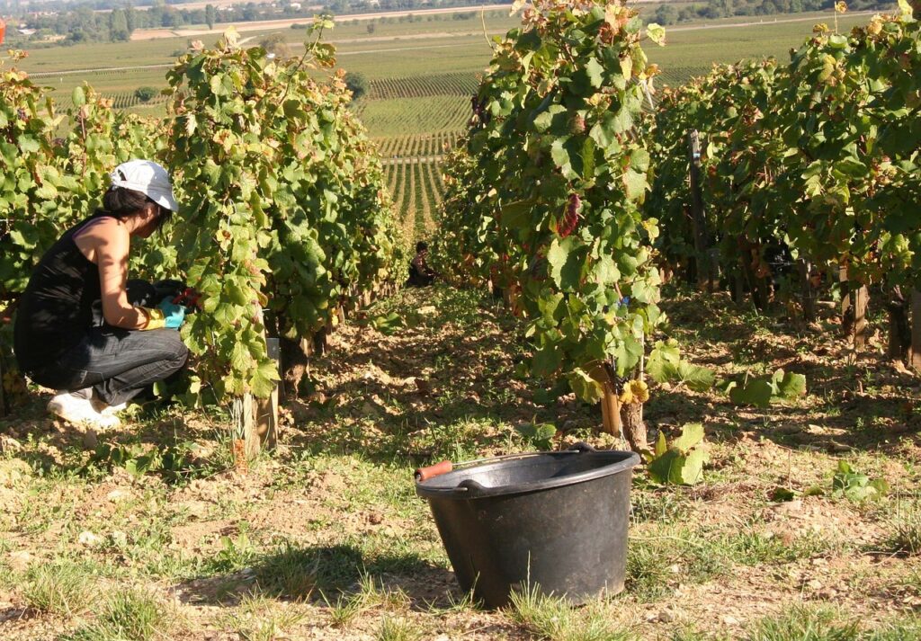 Terroir-Artisan - Les vendanges 2019 en Bourgogne
