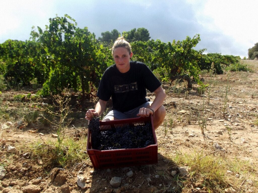 Terroir-Artisan - Vendanges dans le Beaujolais, la qualité sans les quantités