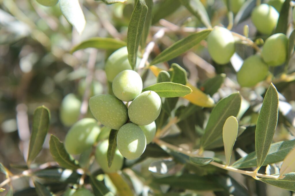Terroir-Artisan - L’huile d’olive de Provence : zoom sur son origine et son histoire