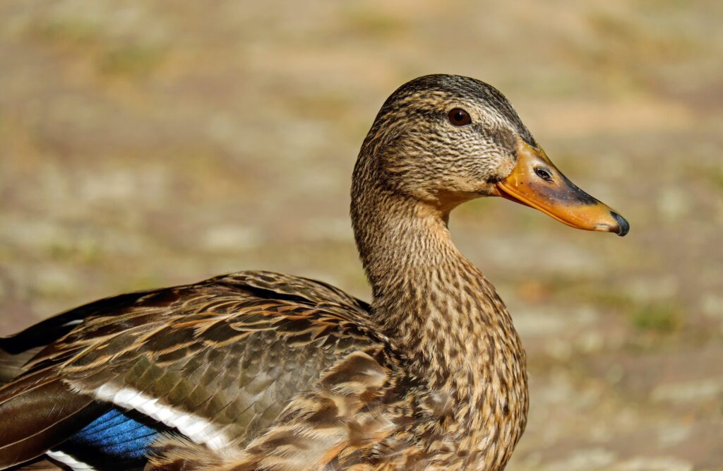 Terroir-Artisan - Le canard français : un met qui a la cote !