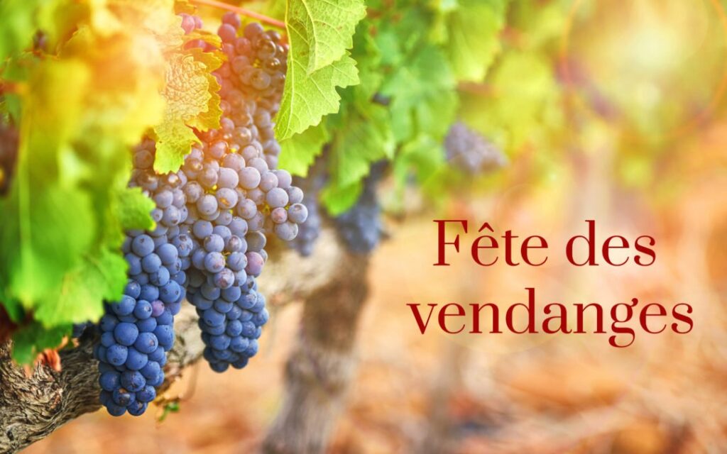Terroir-Artisan - Vendanges 2019 en Provence, incertitudes sur les rendements