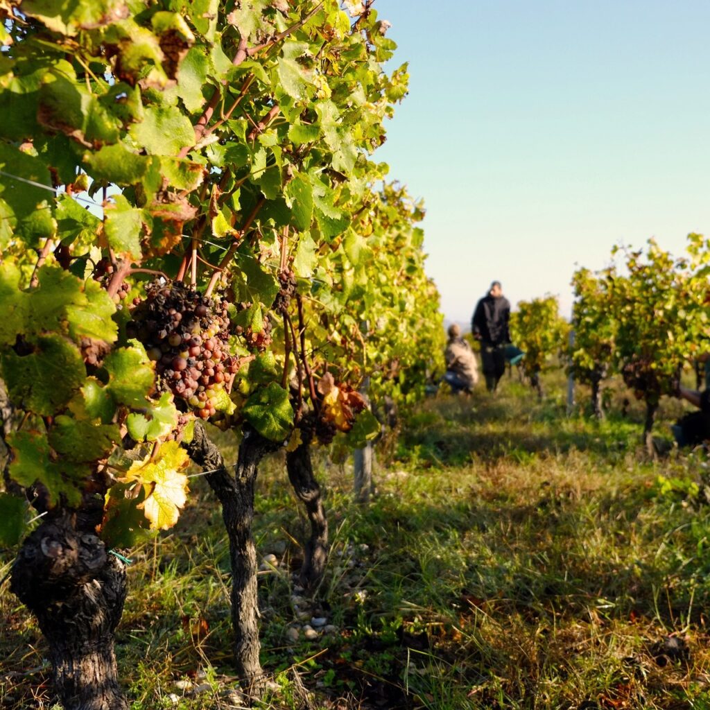 Terroir-Artisan - Vendanges 2019, en Champagne, le mois d’août fait le goût