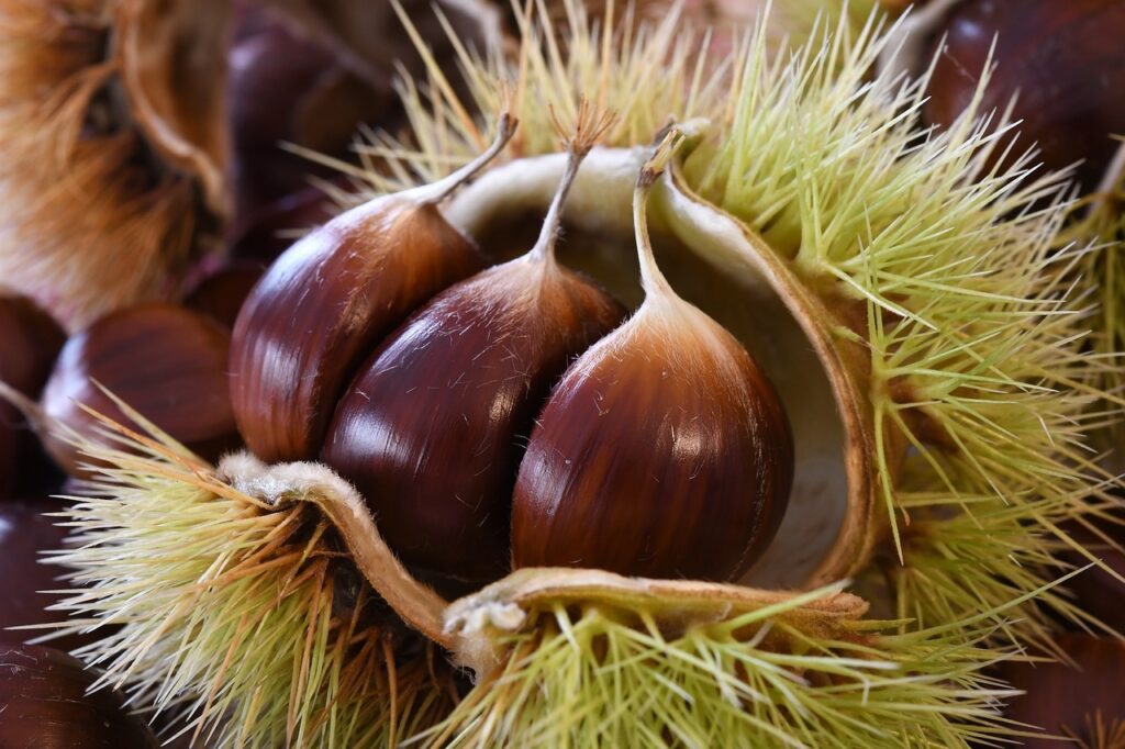 Terroir-Artisan - Saveurs d’automne, les marrons et les châtaignes