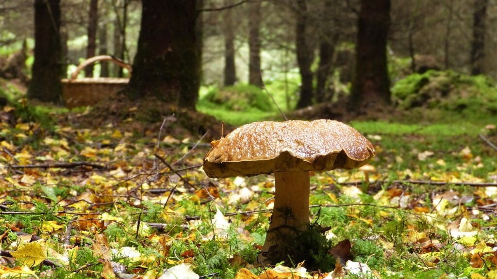 Terroir-Artisan - Partons ramasser les champignons