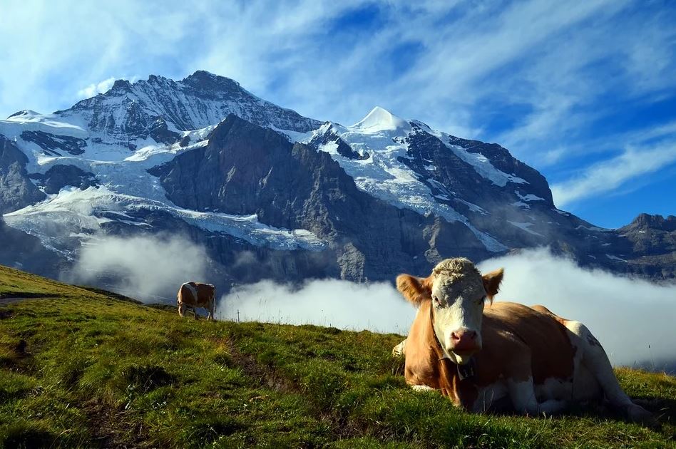 Terroir-Artisan - L’élevage de bovins, un enjeu environnemental et économique