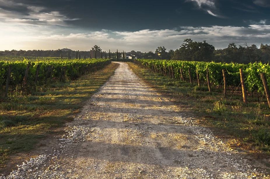 Terroir-Artisan - Tout savoir sur les meilleurs vins du Rhône