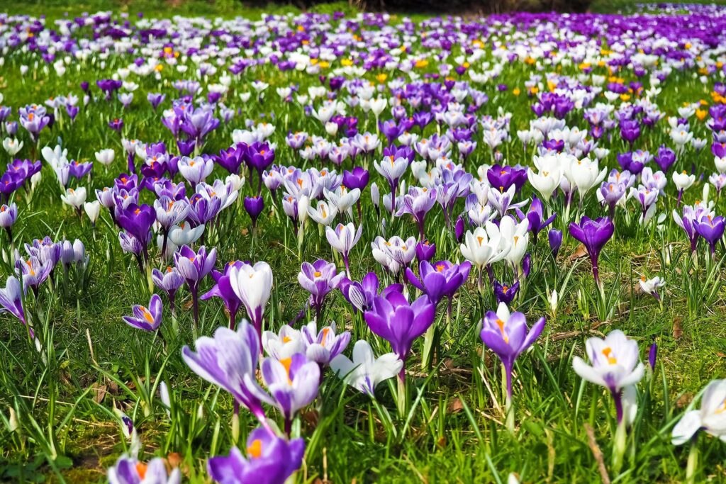 Terroir-Artisan - Les fleurs de printemps