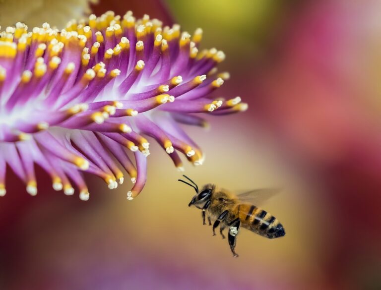 Terroir-Artisan - L’emballage en cire d’abeille, un geste éco-responsable Terroir-Artisan - L’emballage en cire d’abeille, un geste éco-responsable