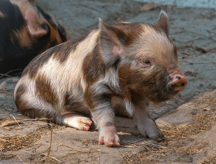 Les races rustiques et anciennes de porcs