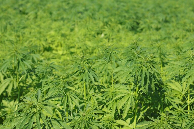 Terroir-Artisan - Le chanvre, une plante aux multiples facettes Terroir-Artisan - Le chanvre, une plante aux multiples facettes