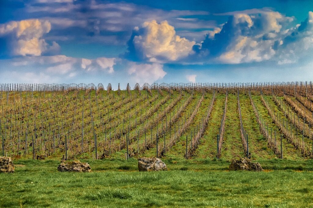 Terroir-Artisan - La Champagne-Ardenne, terre de traditions et de gastronomie