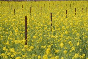 Fleur la Moutarde culture en France - producteur fruits légumes