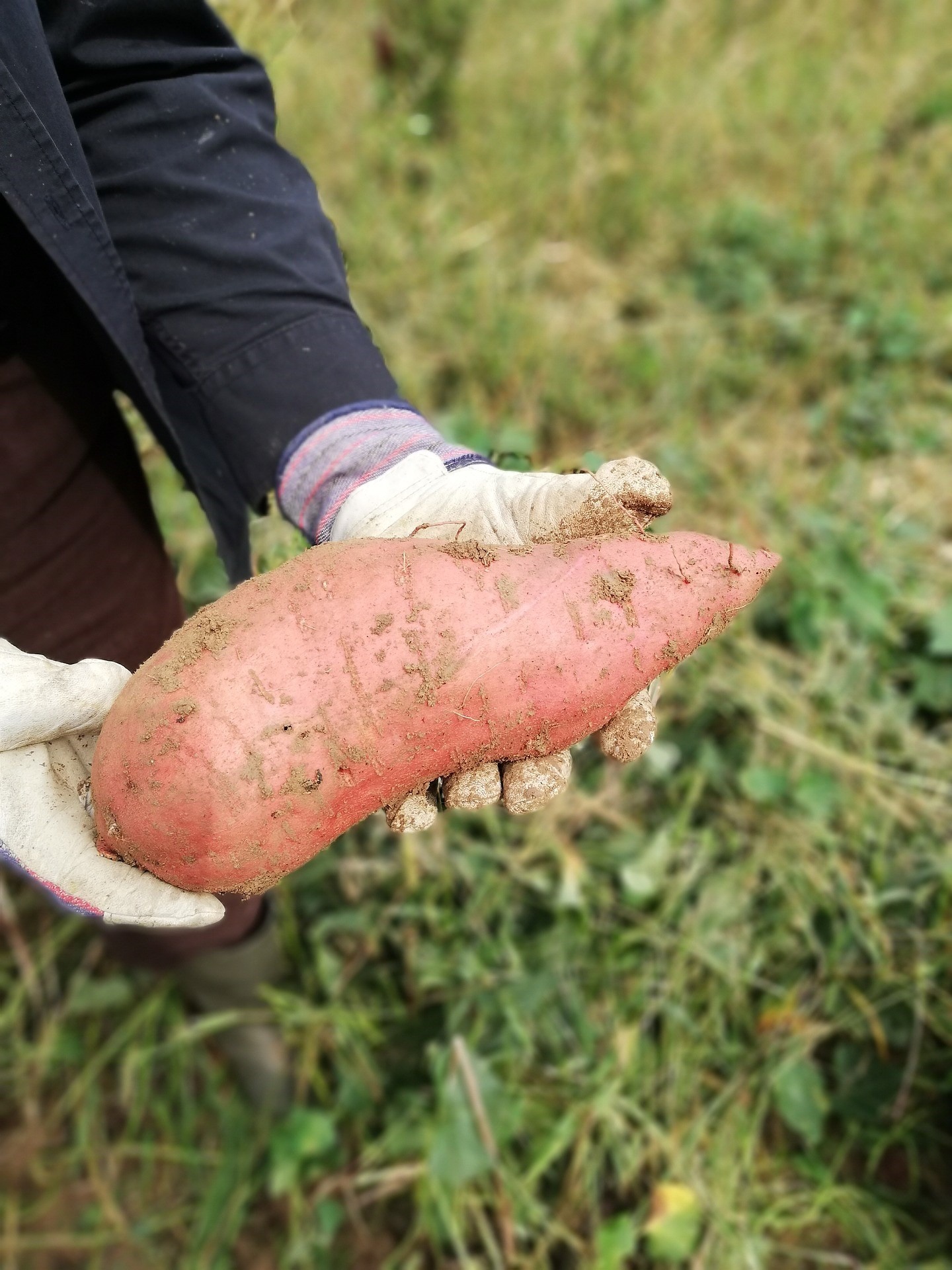Patate douce culture comment faire une bonne récolte ? Terroir Artisan — free download