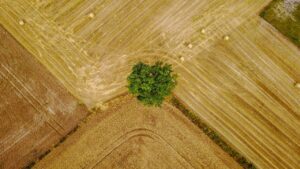 Agriculture Côte d’Or : zoom sur son histoire