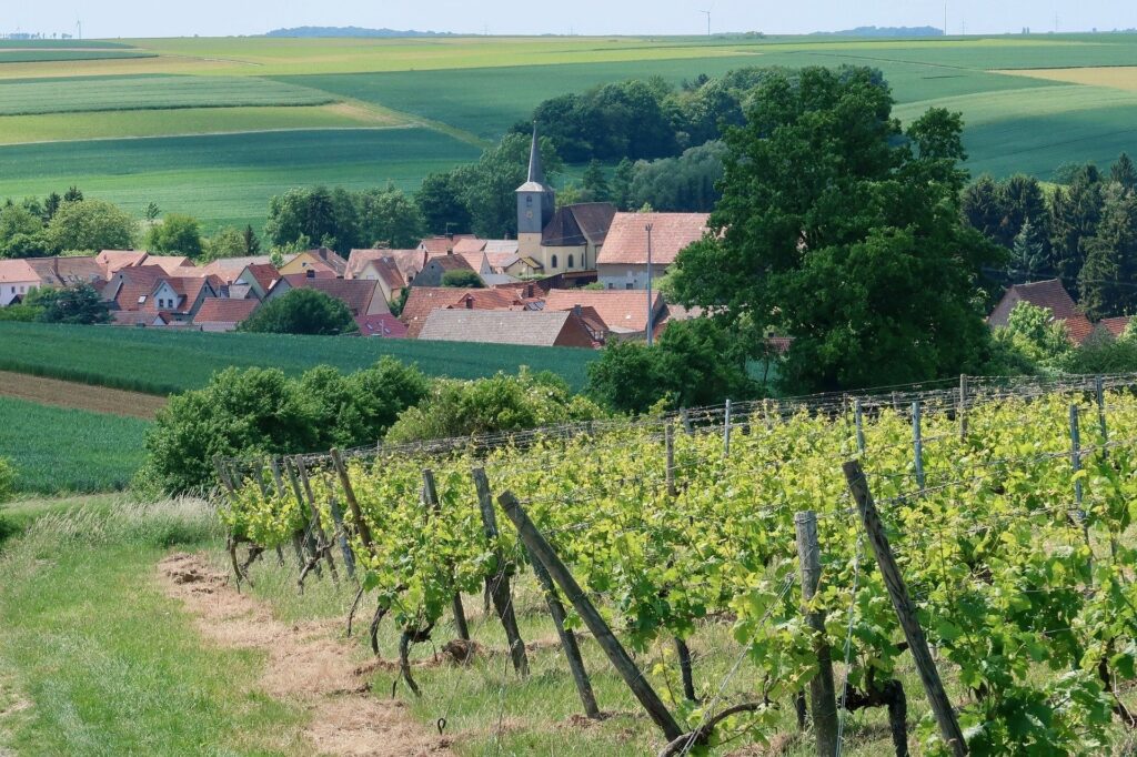 Terroir-Artisan - Les vins de Corrèze, AOC et IGP