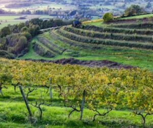 vins Corrèze - Terroir français Nouvelle-Aquitaine