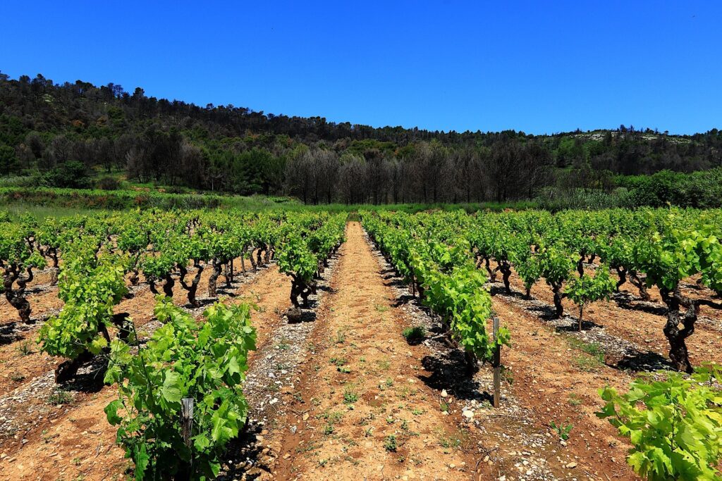 Terroir-Artisan - L’histoire des vins de Corse