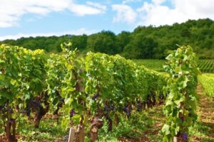 Vignoble rouge-AOC Première Côte de Blaye,