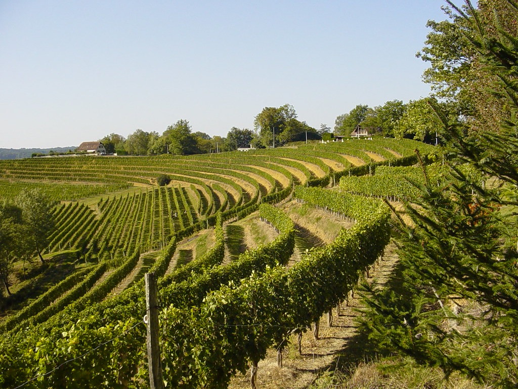 Terroir-Artisan - Les vins de Jurançon