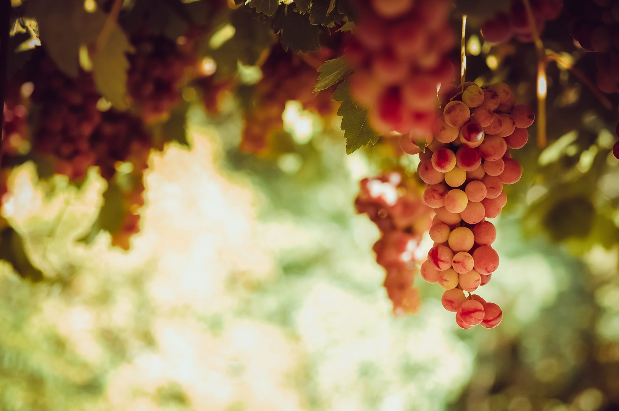 Terroir-Artisan - Rosé Plaisir Millésime 2023 - galerie Terroir-Artisan - Rosé Plaisir Millésime 2023 - galerie