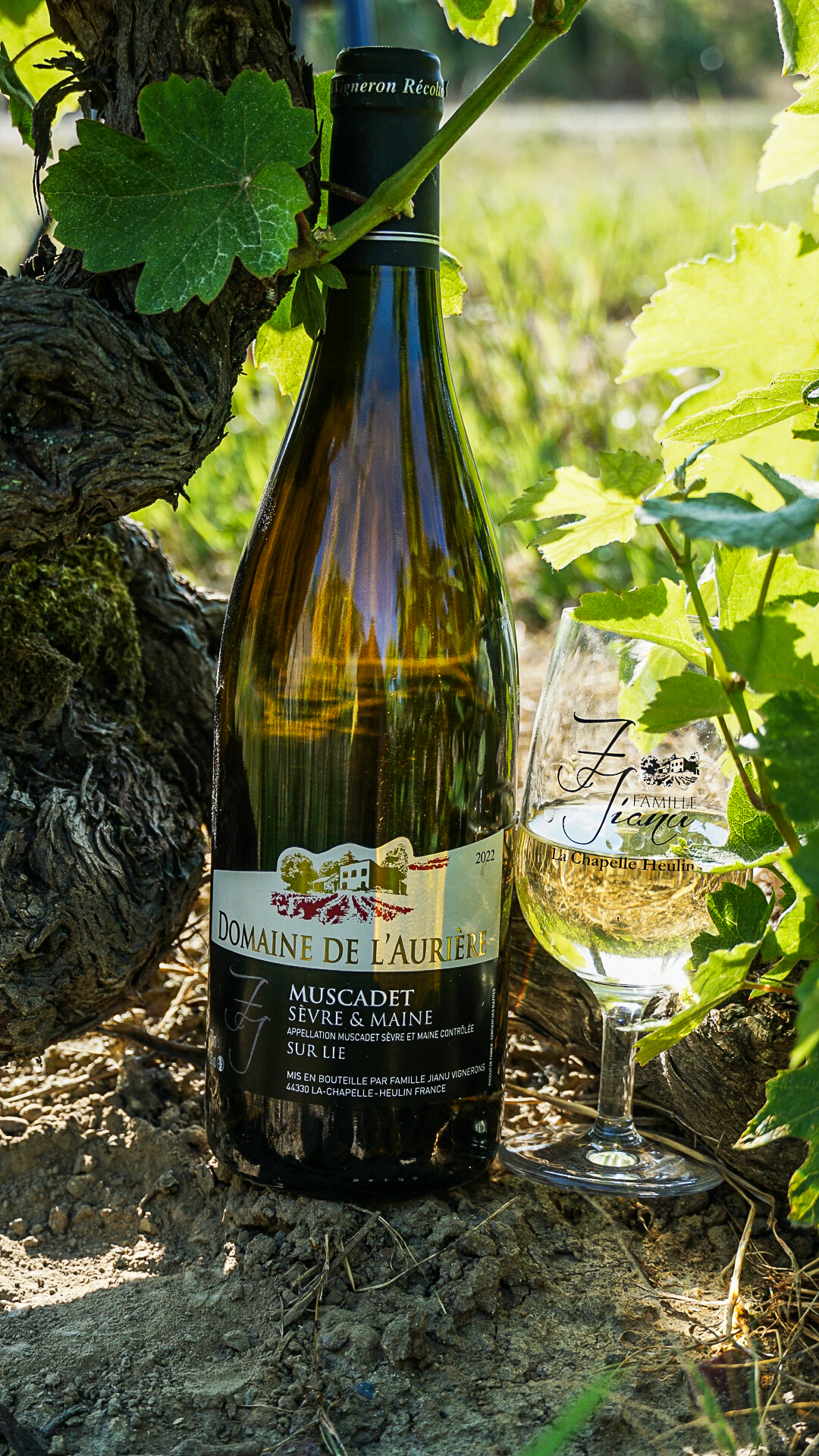 Terroir-Artisan - Muscadet Domaine de l’Aurière Millésime 2023 - galerie Terroir-Artisan - Muscadet Domaine de l’Aurière Millésime 2023 - galerie