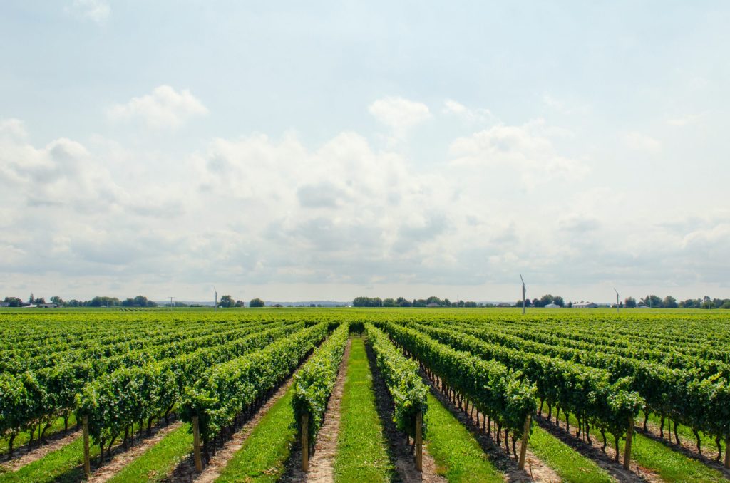 Terroir-Artisan - Château Borie Neuve : l’excellence des vins audois révélée