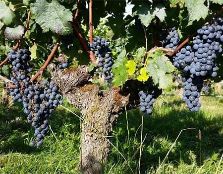 Terroir-Artisan - Chateau Fleur de Roques - Galerie artisan