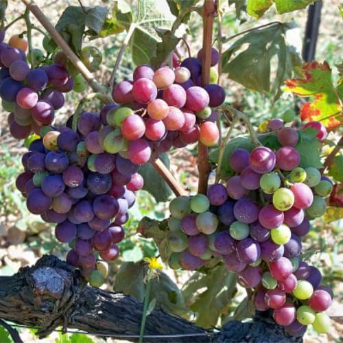 Terroir-Artisan - La Véraison – qu’est ce que c’est ? Terroir-Artisan - La Véraison – qu’est ce que c’est ?