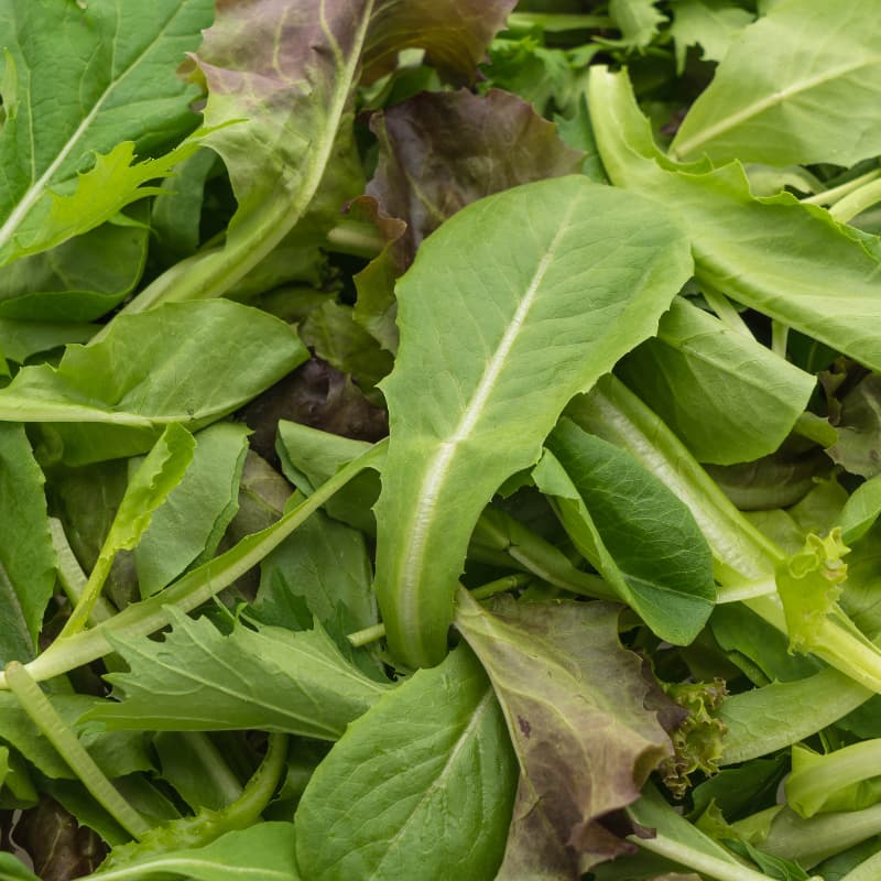 Terroir-Artisan - Pesto de roquette – Rikoboko - galerie Terroir-Artisan - Pesto de roquette – Rikoboko - galerie