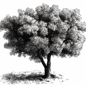 Vos chênes truffiers - La Truffe du ROY